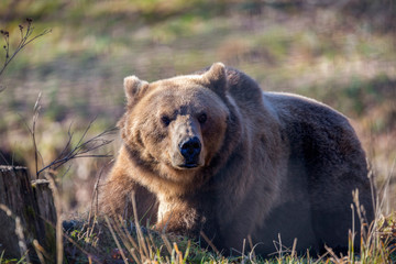 European brown bear resting on the ground (Ursus arctos)