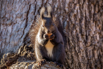 Red squirrel, Sciurus vulgaris, on a tree trunk eating a nut