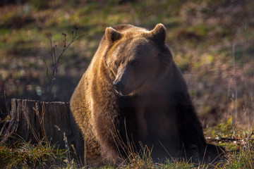 Obraz na płótnie Canvas European brown bear walking in forest