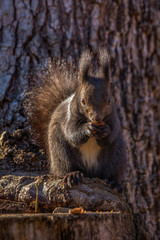 Red squirrel, Sciurus vulgaris, on a tree trunk eating a nut