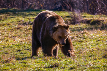 European brown bear walking in forest
