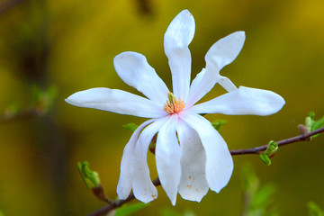 Fototapeta na wymiar Blooming Willow-leafed Magnolia, known also as Anise Magnolia flowers - Magnolia salicifolia - in spring season in a botanical garden