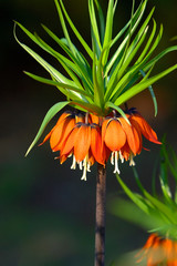 Blooming Crown imperial, known also as Imperial fritillary or Kaiser’s Crown flowers -...