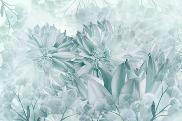 Floral white-turquoise background. Dahlias flowers close-up on a white background. Petals of flowers. Greeting card. Nature..
