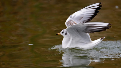 Black-headed Gull (Larus ridibundus), Greece