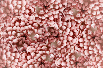 Floral red background. Red-white  flowers chrysanthemum close-up.  Flower composition. Nature.