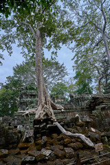 Fototapeta na wymiar Trees raised on the ruins of the temple Ta Prohm,temple at Angkor Wat complex, Angkor Wat Archaeological Park in Siem Reap, Cambodia UNESCO World Heritage Site
