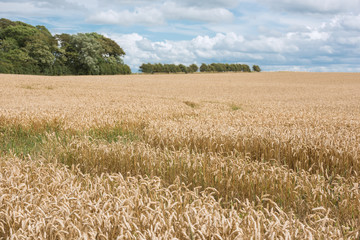 A beautiful farmers wheat corn field harvest, showing a track through the wheat leading into the distance. summer harvest. photographed with a shallow depth of field.