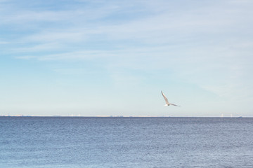 Bird Seagull flying in the sky in cloudy weather