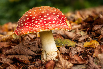 Huge red mushroom with white dots. Amanita muscaria, commonly known as the fly agaric. It is a large white-gilled, white-spotted, usually red mushroom.