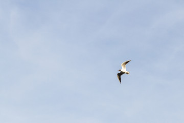 Bird Seagull flying in the sky in cloudy weather