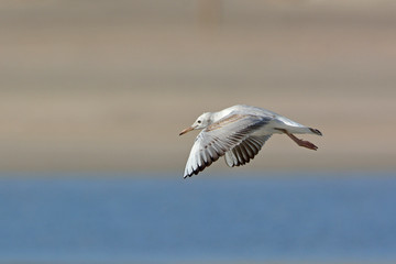 Slender-billed Gull (Chroicocephalus genei), Crete