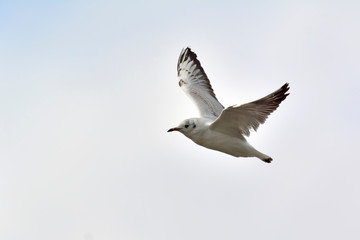 Black-headed Gull (Larus ridibundus), Greece