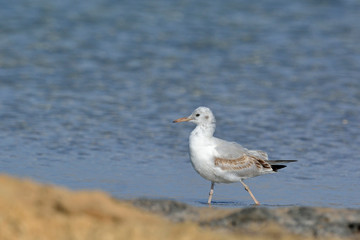 Slender-billed Gull (Chroicocephalus genei), Crete