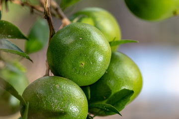 熟れ始めたミカンの実