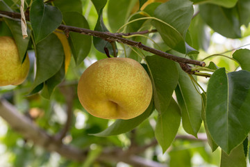 樹上の梨の実