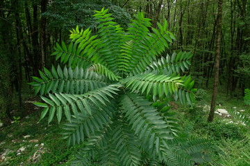 Акация южная