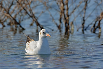 Black-headed Gull (Larus ridibundus), Greece