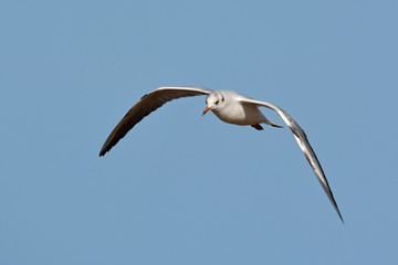 Black-headed Gull (Larus ridibundus), Greece