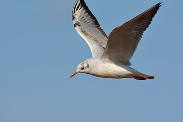 Black-headed Gull (Larus ridibundus), Greece
