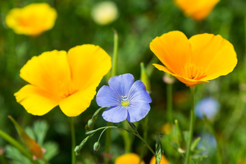 Bright beautiful garden flowers macro photography. Garden flowers on the garden beautiful lawn.