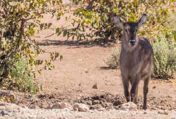 A waterbuck ( Kobus Ellipsiprymnus), Ongava Private Game Reserve ( neighbour of Etosha), Namibia.