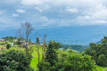 Paddy Rice Field Plantation Landscape with Mountain View Background