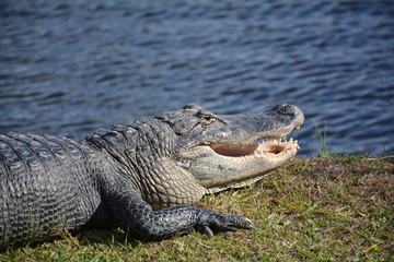 Florida alligator along side water