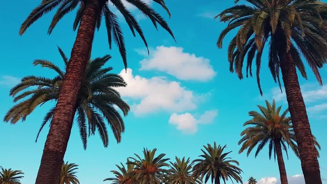 low angle view of a palm trees against blue sky