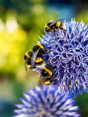 Echinops, Kugeldistel mit Hummeln