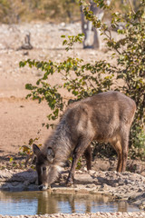 A waterbuck ( Kobus Ellipsiprymnus) at a water hole drinking, Ongava Private Game Reserve ( neighbour of Etosha), Namibia.