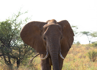 Fototapeta na wymiar Elefantenbulle, Frontansicht
