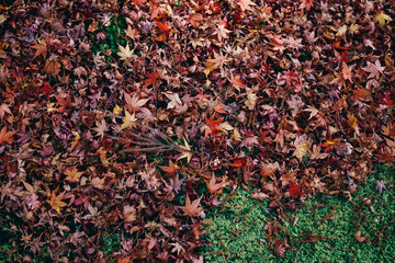 紅葉 秋 もみじ 落ち葉 森林