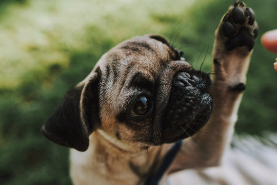 Close Up Of Cute Puppy Pug Is Sitting On Plaid And Giving Paw To His Owner