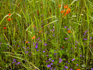 Summer meadow, red  poppies and purple campanula flowers in a corn field