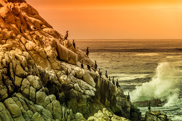 A group of birds line this rocky ledge on the pacific coastline in Monterey California.