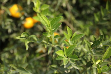 citrus reticulata tree