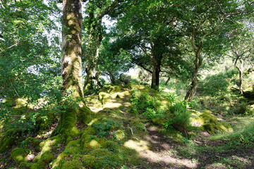 The sunlight playfully creates an art work in the moss under the trees in Killarney National Park in Ireland.