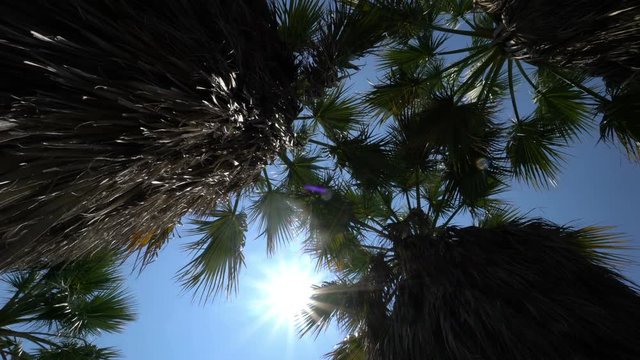 Palm tree and leaf rotating view from underneath.