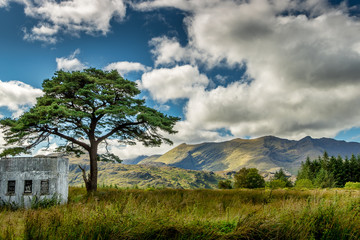 A lone tree stands next to an old building with mountains and a beautiful sky in Killarney National Park in Ireland.