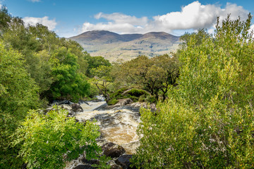 Raging rapids in a small stream surrounded by plush foliage against a background of mountains and a blue sky in Kilarney National Park in Ireland.