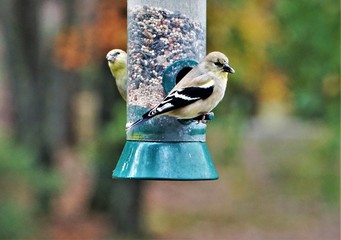  American Goldfinch (Spinus tristis) perching on the bird feeder enjoy eating and resting on the soft focus garden background, Autumn in Georgia USA.