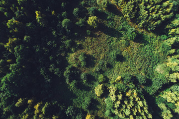 Green forest and meadow in top view.