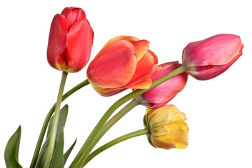 Garden Flower bouquet. Tulips isolated on a white background