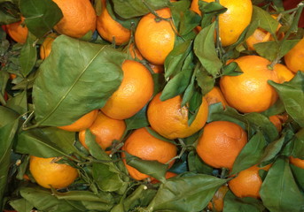 fresh ripe juicy tangerines with green foliage