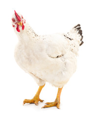 White hen isolated.