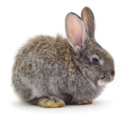 Gray rabbit isolated
