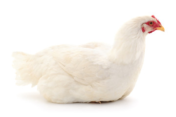 White hen isolated.