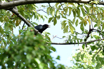 Koel