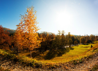 Fototapeta premium Autumn. Fall. Autumn panorama with trees and river